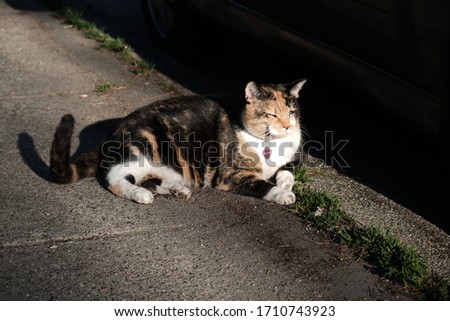 A stray cat lying on the sidewalk