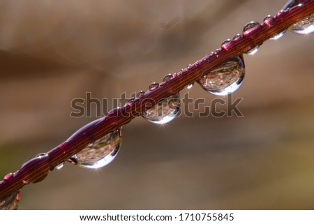 Water droplets on the plant. Kırklareli / Turkey.