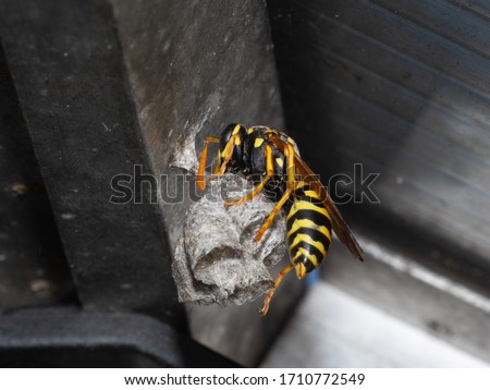 Wasp build a nest in a greenhouse