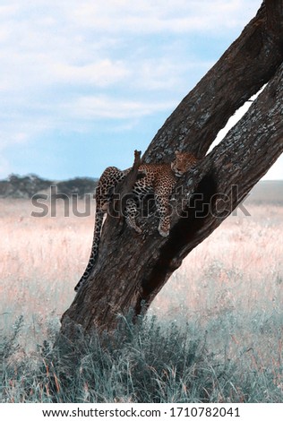 Cheetah sleeping in Serengeti National Park, Tanzania.