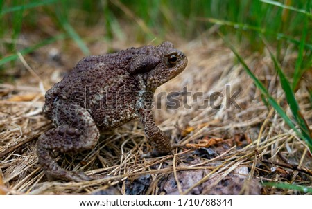 Common or grey toad (Bufo bufo) on a dried grass Mat in a summer forest.