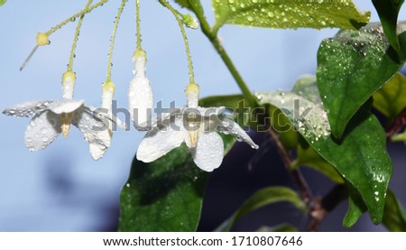 Wrightia religiosa Benth flower with water droplets