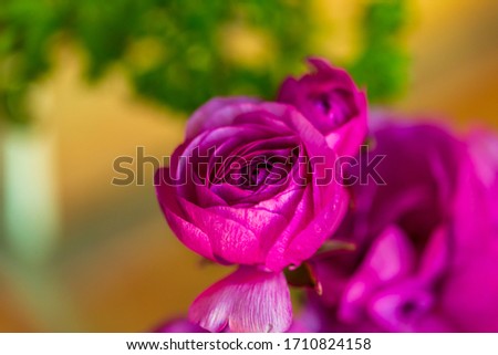 Purple roses, spring flowers against a blurred background. 