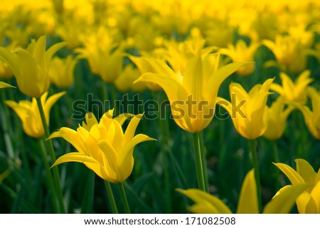 beauty tulip flower