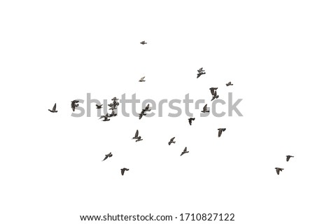 Flocks of flying pigeons isolated on white background. Save with clipping path. Royalty-Free Stock Photo #1710827122