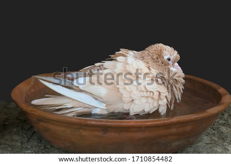 A beautiful brown pigeon taking bath in water on black background.