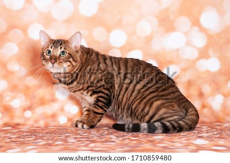 Toyger cat on a cat show on golden glitter background