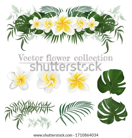 Vector border of frangipani flowers and plants. Compositions of plants. Plants isolated on a white background. Monstera, palm leaves, tropical plants. Elements for floral design.