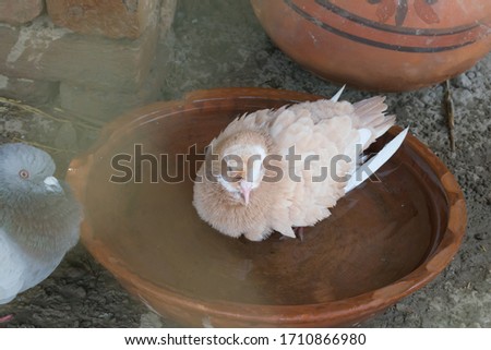 Two beautiful pigeons taking bath in water on black background.