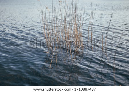 The water surface of the lake - reeds and reeds from the water - a fisherman's dream - a calm landscape in the evening on the river