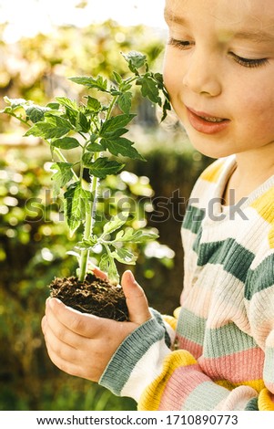 Lifestyle portrait. Child holding and smelling young tomato seedling plant with soil in her hands in morning spring sun. Organic, bio, clean eating concept. Home grown background. Gardening poster