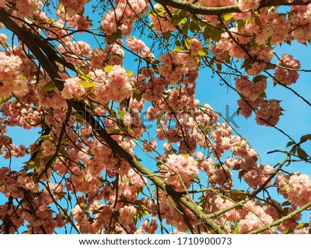 Beautiful flowers of sakura tree.