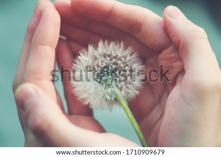 beautiful fluffy dandelion flower in girl's hands, care, protection, wishes and dreams concept, spiritual soul Royalty-Free Stock Photo #1710909679