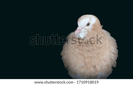 Close up of a beautiful brown pigeon isolated on black background.