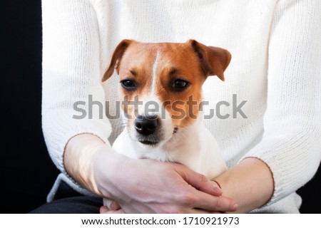 Pet Jack Russell Terrier is a small dog in the hands of a woman looking right