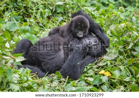Mother and baby Gorillas playing in wilderness national park Democratic Republic of Congo green forest Royalty-Free Stock Photo #1710923299