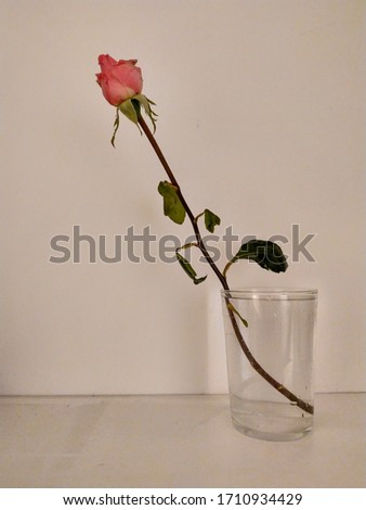 a rose in spring survives in a glass of water Seville Spain 04/20/2020