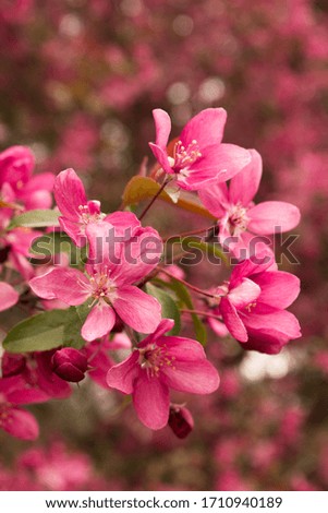 
Beautiful spring flowering apple trees. All shades of pink.