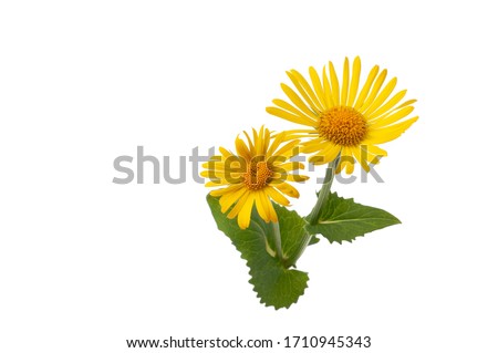 Arnica flower isolated on white backgroubd, Wolf Bane Wildflower Royalty-Free Stock Photo #1710945343
