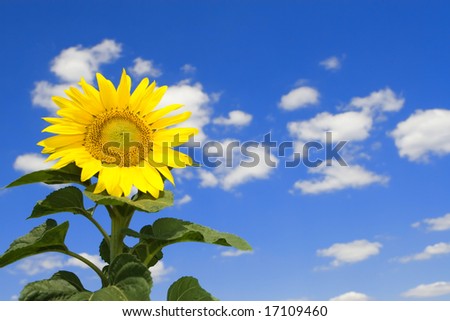amazing sunflower and blue sky background