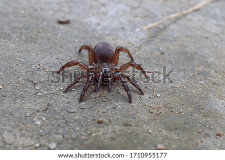 it is  picture of spider