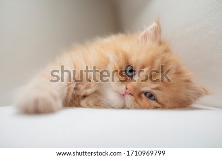 Persian chinchilla kitten looking into the camera on white Royalty-Free Stock Photo #1710969799