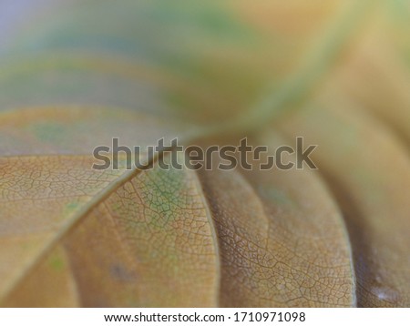 Macro photography of a dry fallen leaf