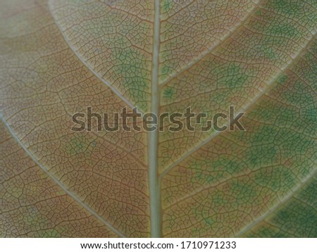 Macro photography of a bright colorful leaf