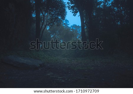 Dark Fog Forest Mood Camping