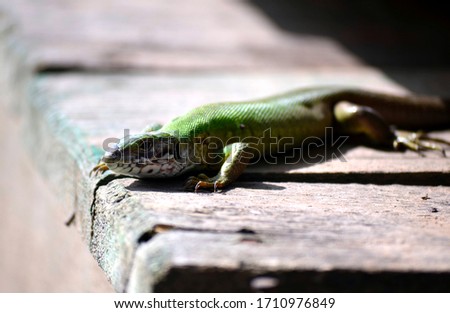 Green reptile runing in the garden