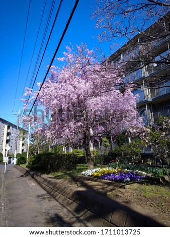 cherry blossoms that bloom in early spring on the side of the road to go home after work