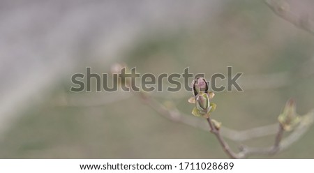 Soft tender springtime garden landscape. Lilac branch with fresh young green leaves. soft blurred background. macro view, shallow depth of field