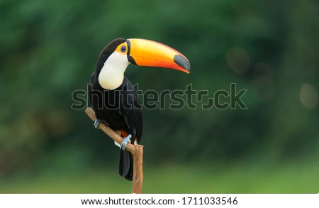 Toco toucan in the reserve of exotic tropical birds