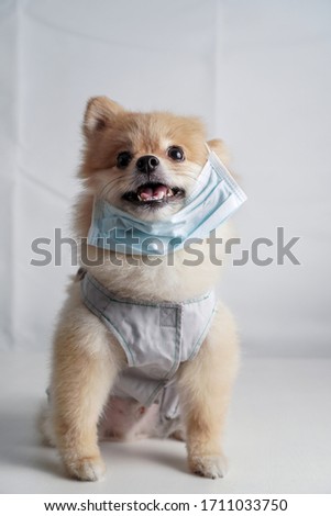 Virus, disease and pollution concept, small dog breeds or Pomeranian wearing a cloth and surgery mask and sitting on a white table with a white cloth background