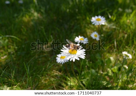 
A bee on top of a daisy