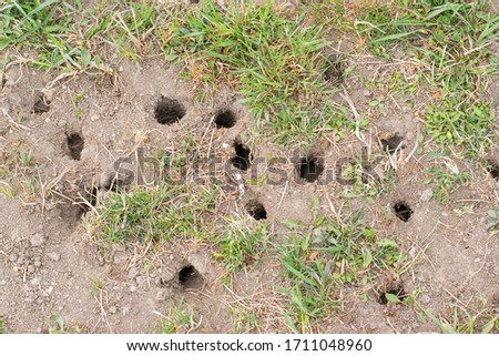 Mouse or vole hole in the ground, lawn cultivation problem, agriculture problem. Rodents overpopulation. Royalty-Free Stock Photo #1711048960