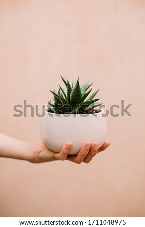 Cactus in pink pot holding one hand and pink wall in the background