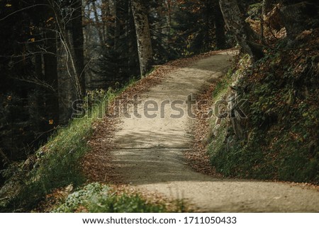 road in the autumn forest