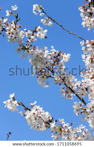 Close up of white orchard blossoms with bee. Blooming orchard in spring.