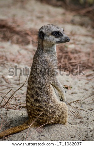 Cute Meerkat profile standing up on the sand and looking away - Suricata suricatta