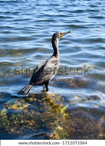 Double-breasted cormorant, Florida bird photography, Florida Keys shore bird in water, Royalty free stock image, Wildlife Photography, Bird portrait