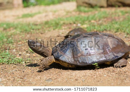 

Freshwater turtle. Freshwater turtles in Thailand.