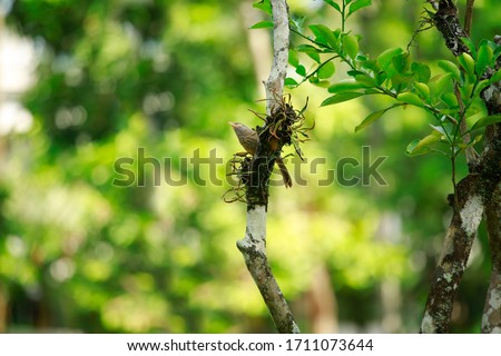 sparrow on tree , tree leavers green background 
