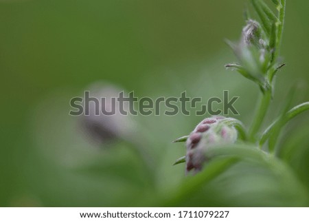 Soft focus close up of Vetch just beginning to bloom in a late Summer meadow
