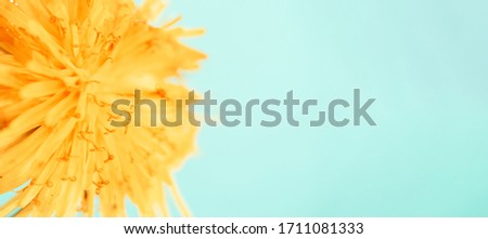 Close-up defocused horizontal banner yellow dandelion on tranquil green mint background with copy space. Macro flower in nature. Concept calm