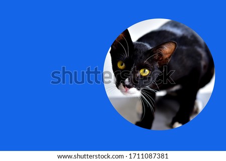 The black cat with yellow eyes on blur background