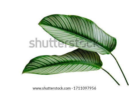 Green leaves isolated on white background. Royalty-Free Stock Photo #1711097956