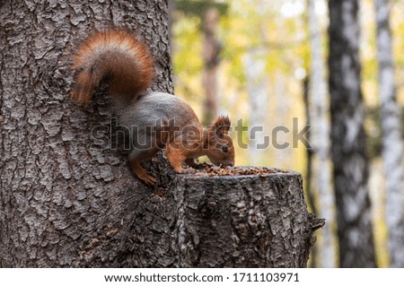 Red wild squirrel in the autumn forest nibbles on a tree nuts