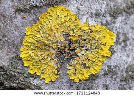 Hypogymnia physodes and Xanthoria parietina common orange lichen, yellow scale, maritime sunburst lichen and shore lichen lichenized fungi growing on a tree. 