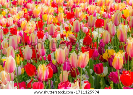 tulips in the center of the largest flower garden in Europe. These tulips are particularly beautiful and many tourists like to make a picture of this beautiful color of tulips.